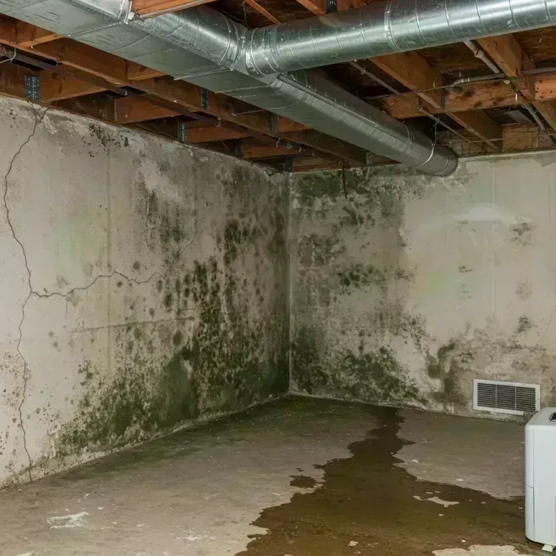 Professional Mold Removal in Bryson City, NC